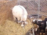 goats&Doreen 012.jpg