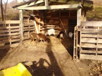 goats&barn 020.jpg