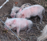 piglets2.png