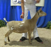 NC State Fair Octonber 2016 (9) foxy lady.JPG