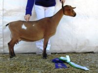 Peanut 1st place Yearling milker GCH ring 1 (1) - Copy.JPG