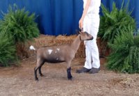 Wings & Caprines Ariat Boots 1st Place Dry yearling NRV Show .JPG