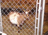 goats&dogs 058.jpg