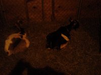 goatsinbarn 009.jpg