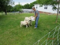 Lamb feeding 19 May 2019.JPG