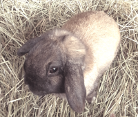 holland lop2.png