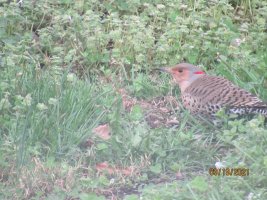 Northern Flicker2.JPG