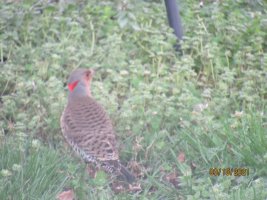 Northern Flicker3.JPG