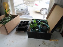 Potted plants4 May 2021.JPG