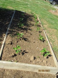 Garden Bell Peppers 30 May 2021.JPG