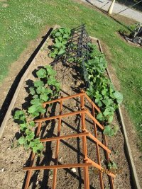 Garden Cucumbers 30 May 2021.JPG