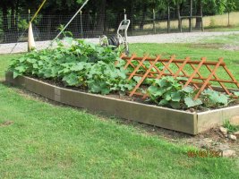 Cucumbers 8 June 2021.JPG