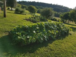 1 July 2021 Cucumbers.jpg