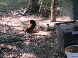 Game Hen with chicks 4 July 2021.JPG