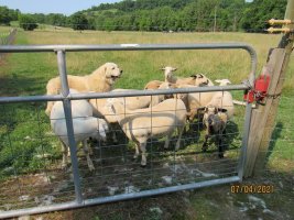 Lambs at the gate 4 July 2021.JPG