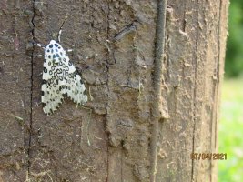 white moth 5 July 2021.JPG