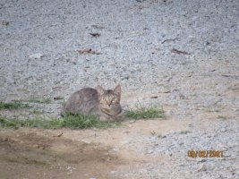 Stipped kitten 2 Sep 2021.JPG