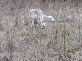 54 TWIN LAMBS 3 Nov 2021.JPG