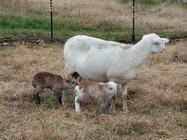 54 twin lambs2 21 Nov 2021.jpg