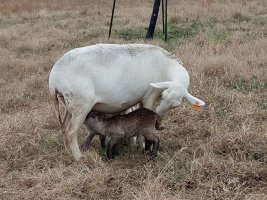 54 twin lambs 21 Nov 2021.jpg