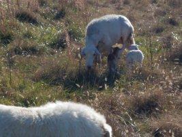 83 twin lambs 22 Nov 2021.jpg