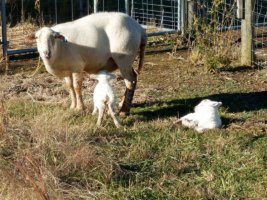 Ginger2 ram and ewe lambs 22 Nov 2021.jpg