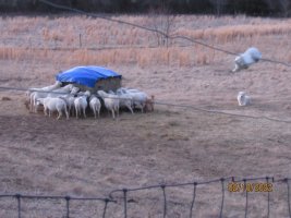 sheep on hay 10 Feb 2022.JPG