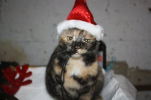 Java in santa hat .JPG