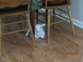 Rudy under the table 9 Sep 2022.JPG