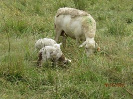 81 twi ewe lambs 24 Sep 2022.JPG