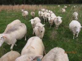 Sheep coming for crackers 14 Apr 2023.JPG