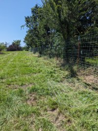 Yntis fence looking west rear property line.jpg