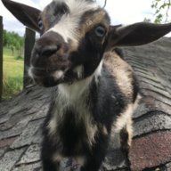 RustyBucketFarmGirl