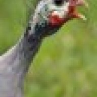 Guinea Fowl Galore