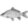 CarpCharacin