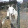 littlegoat