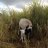 Caribbean Farmer