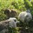 Barred Rock Mama