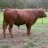 hilltopdextercattle