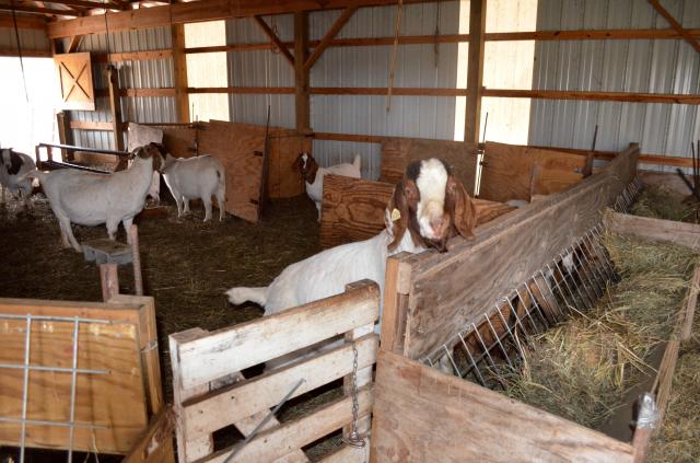 feeders at our farm | BackYardHerds.com