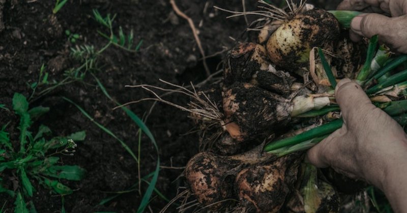 Growing Your Own Food Without Breaking the Bank