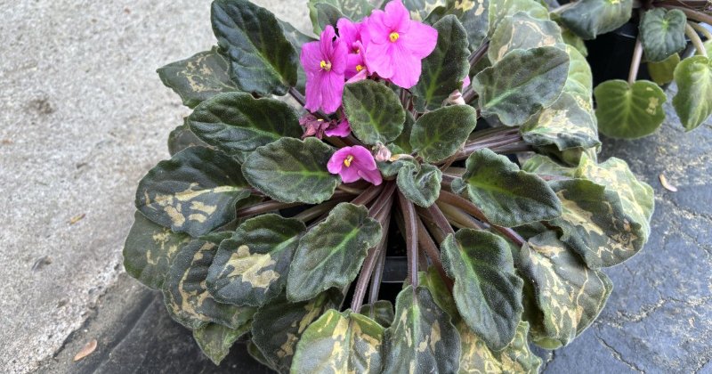 Brown/yellow streaks on African Violet