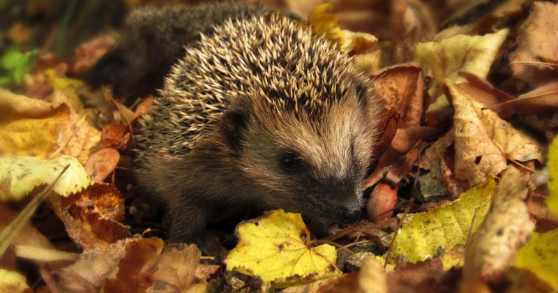 Rescue Hedgehog