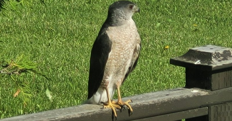 POW: Visit from a Cooper's Hawk