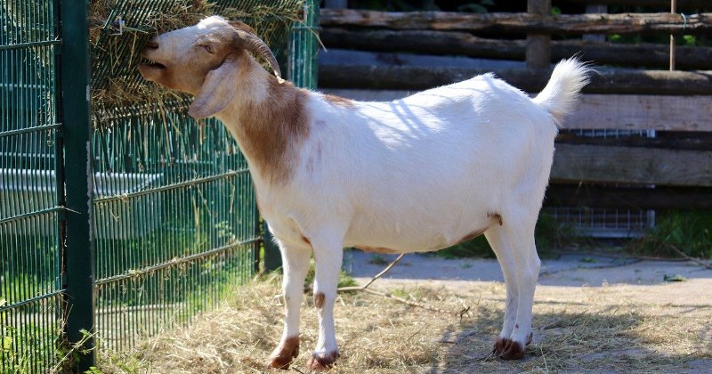 Official BYH Poll: Do you change your feeding routine for goats in the fall?