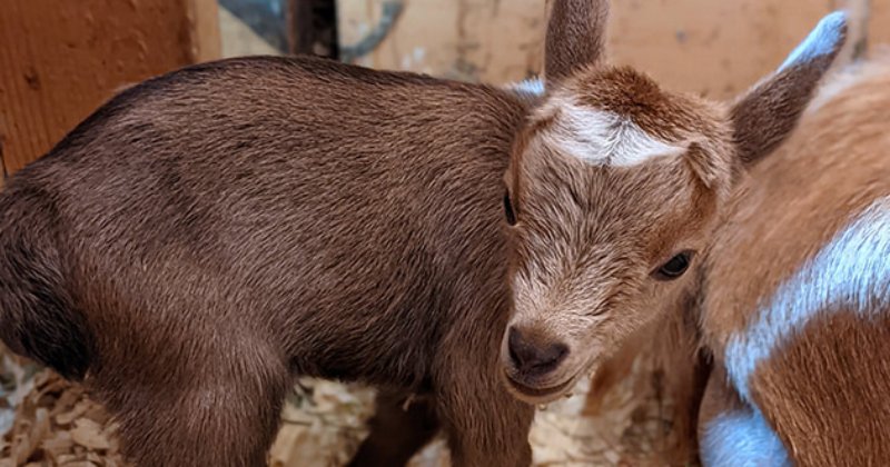 POW: Cute Nigerian Dwarf kid from Mahoney