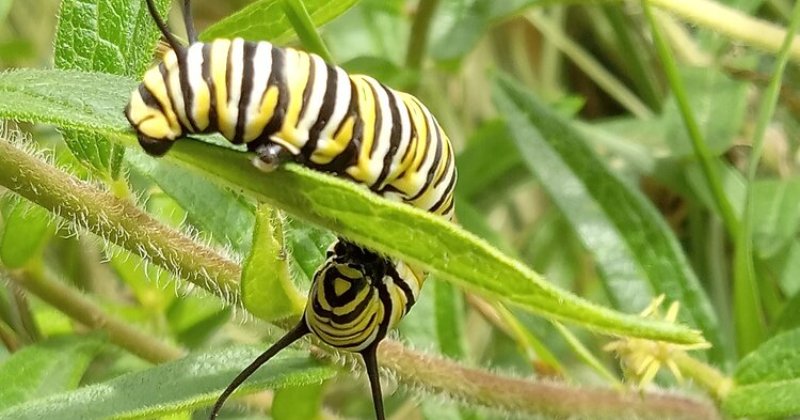 POW: Beautiful Monarch Catepillar from Carol Dee