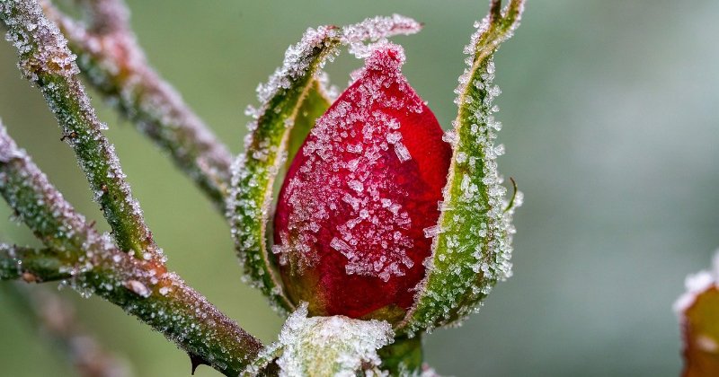 Winterizing roses?