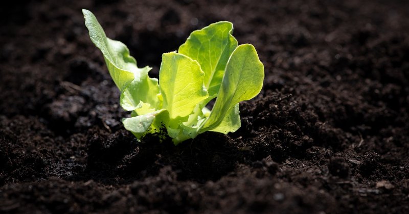 How to get spinach and lettuce seeds to sprout