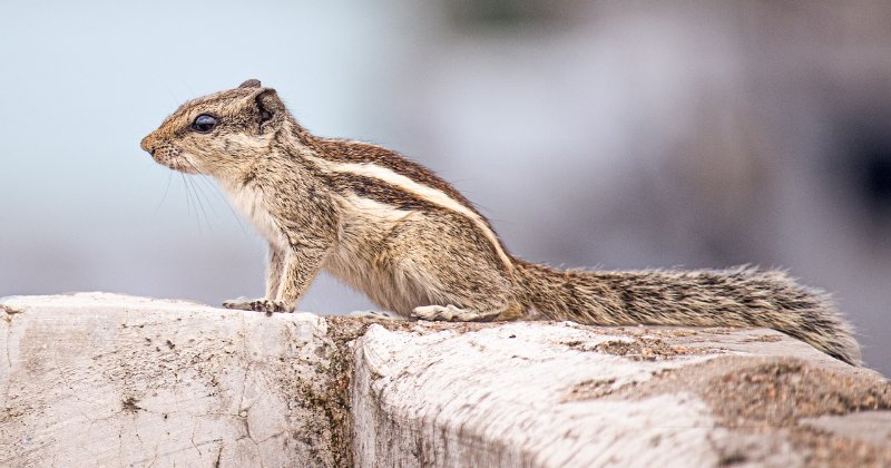 Ground squirrels are digging around all my fav trees and shrubs